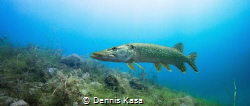"The Pike"
Marxweiher - Germany
Sony NEX7, Pancake 16mm... by Dennis Kasa 